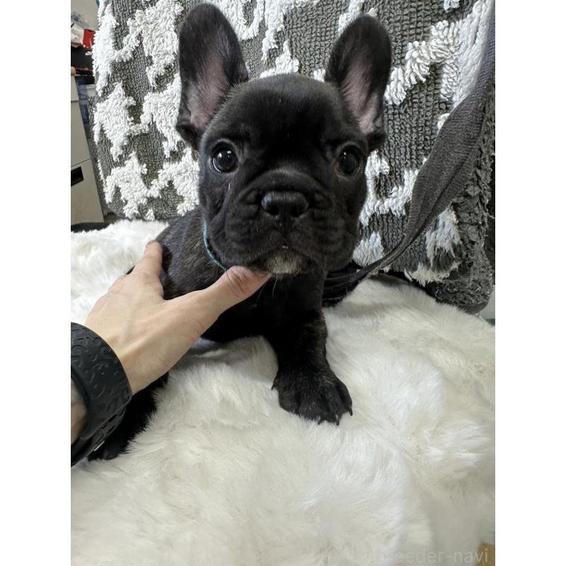 成約済の千葉県のフレンチブルドッグ-430259の5枚目