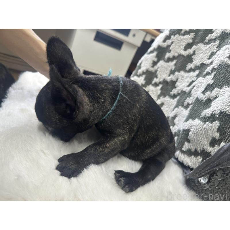 成約済の千葉県のフレンチブルドッグ-430259の3枚目