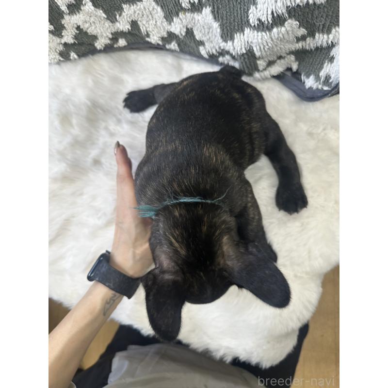 成約済の千葉県のフレンチブルドッグ-430259の2枚目