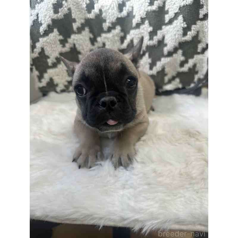 成約済の千葉県のフレンチブルドッグ-430885の5枚目