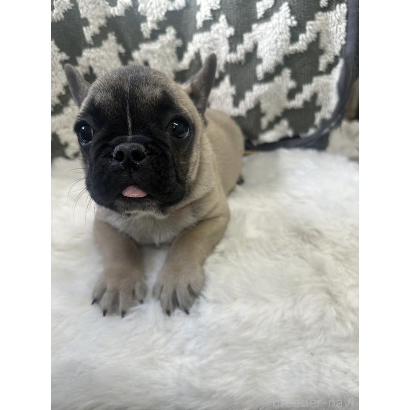 販売中の千葉県のフレンチブルドッグ-430885