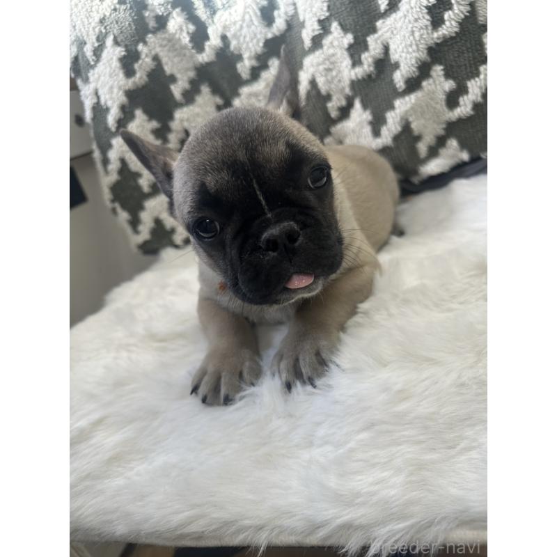 成約済の千葉県のフレンチブルドッグ-430885の4枚目