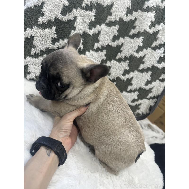 成約済の千葉県のフレンチブルドッグ-430885の2枚目