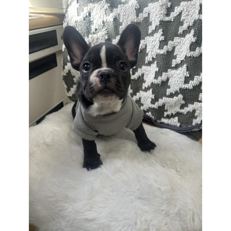 販売中の千葉県のフレンチブルドッグ-430261