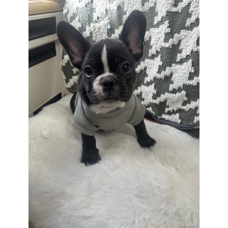 成約済の千葉県のフレンチブルドッグ-430261の5枚目