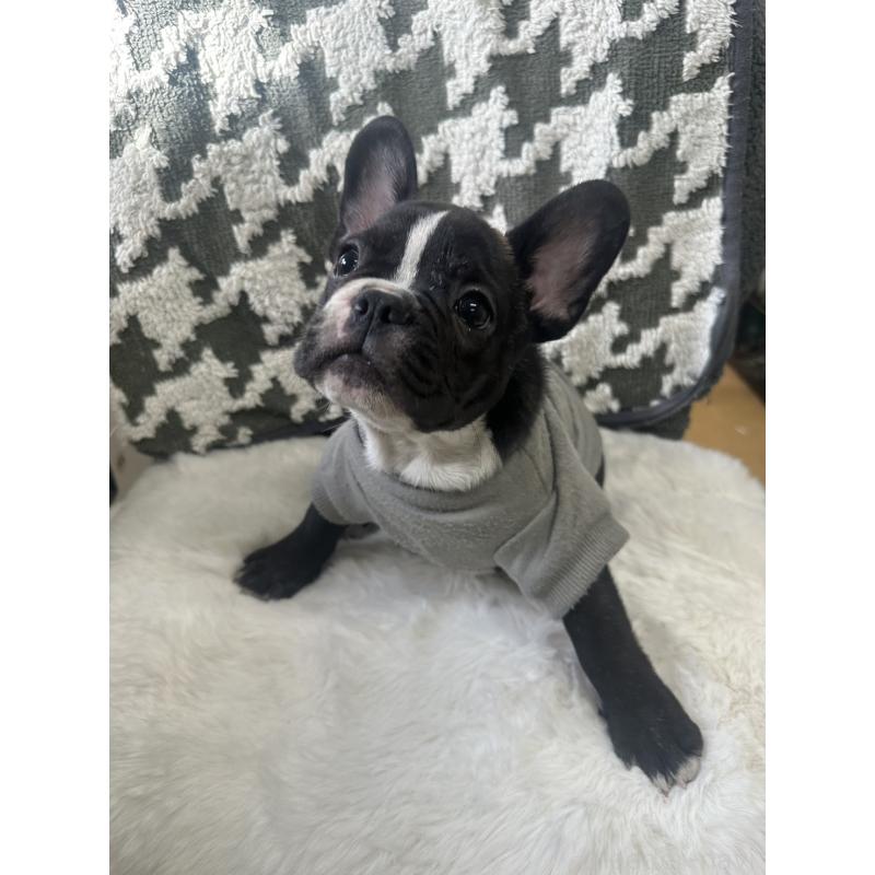 成約済の千葉県のフレンチブルドッグ-430261の3枚目