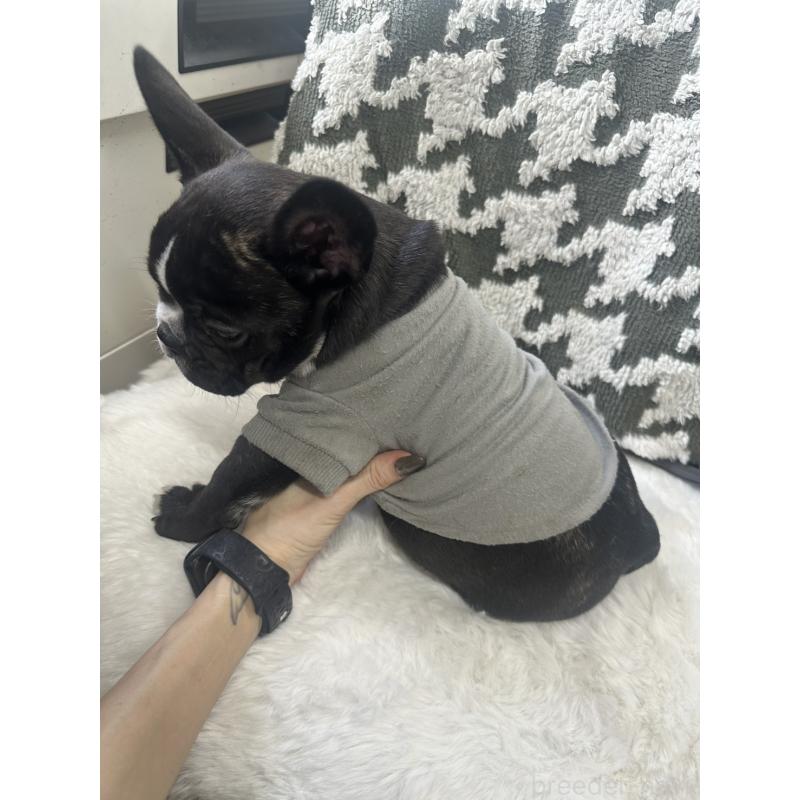 成約済の千葉県のフレンチブルドッグ-430261の4枚目