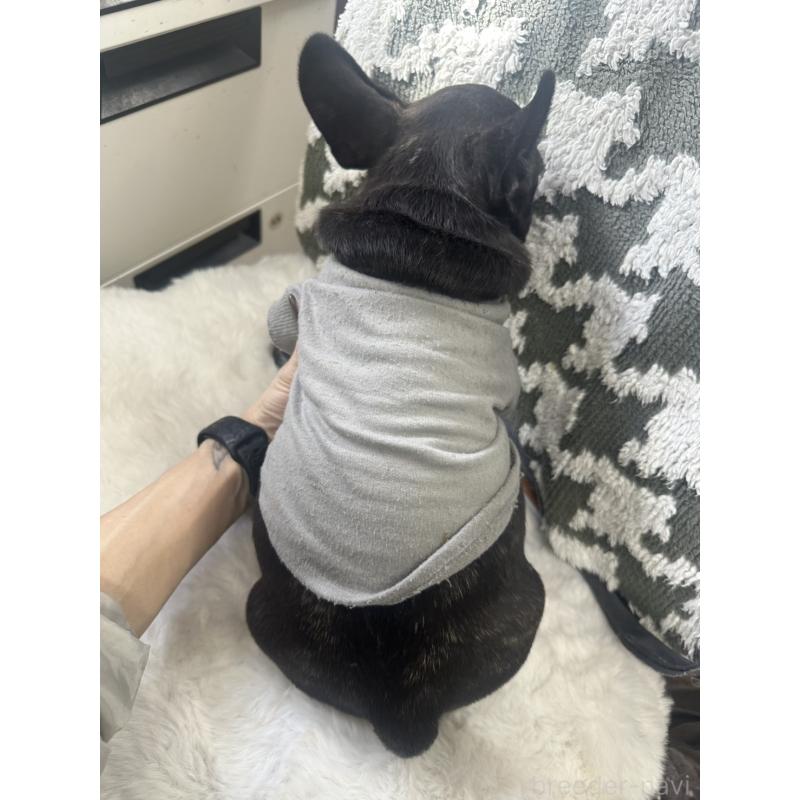 成約済の千葉県のフレンチブルドッグ-430261の2枚目