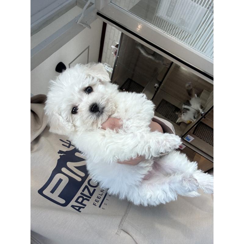 販売中の大阪府のビションフリーゼ-432546の6枚目