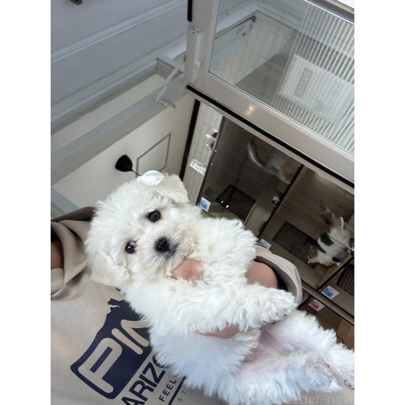 販売中の大阪府のビションフリーゼ-432546の5枚目