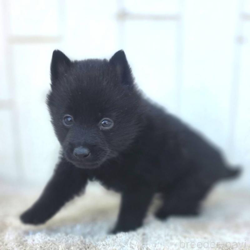 商談中の茨城県のスキッパーキ-431216の32枚目