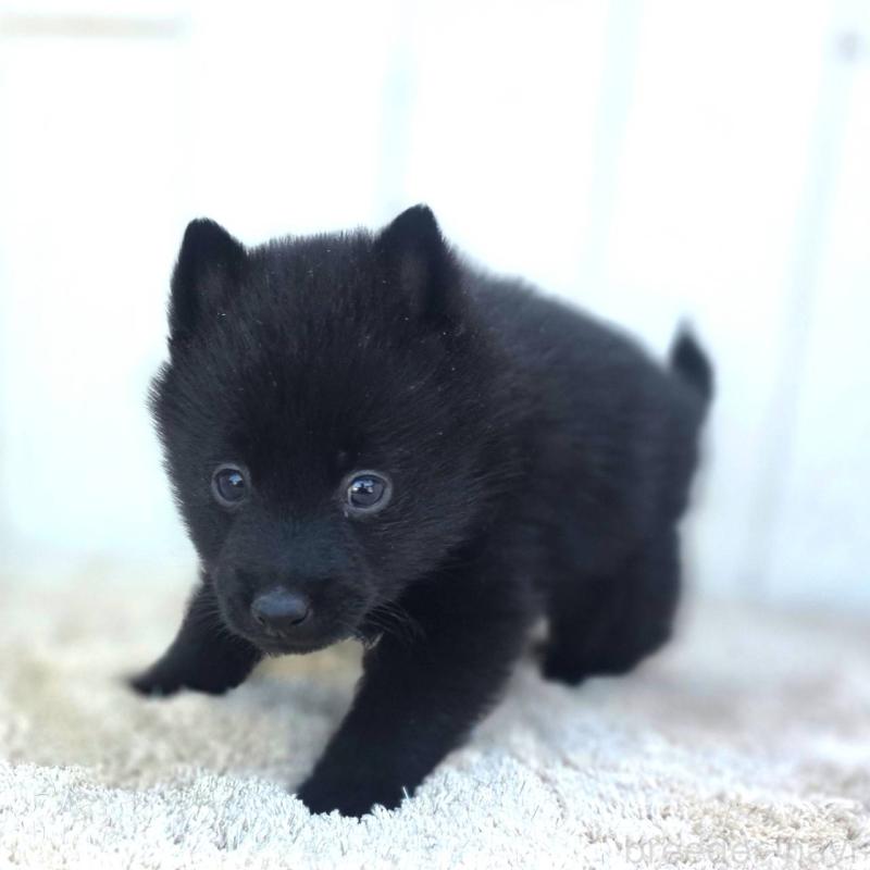 販売中の茨城県のスキッパーキ-431216