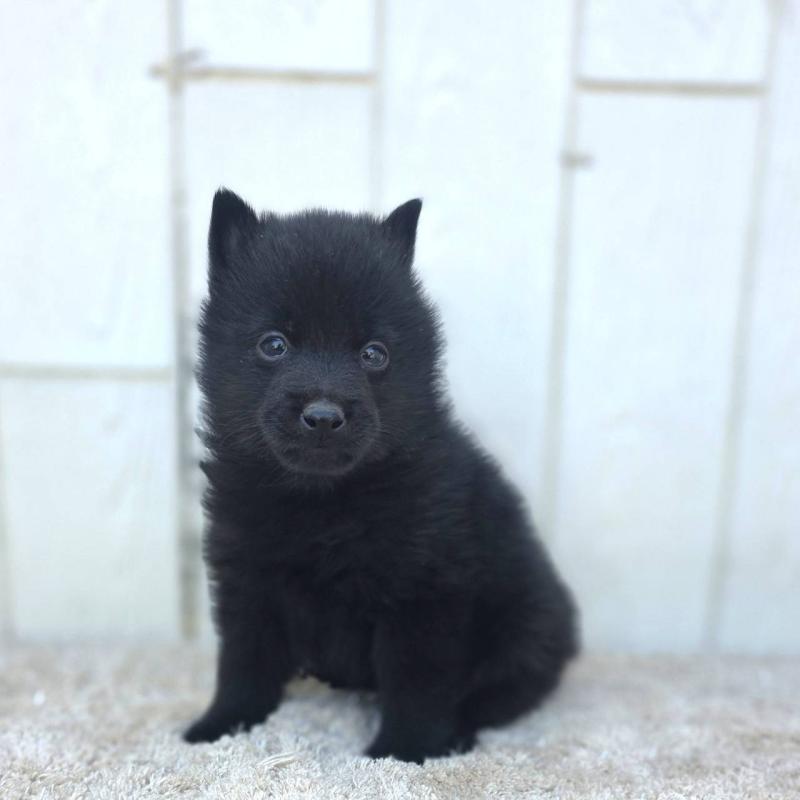 商談中の茨城県のスキッパーキ-431216の30枚目