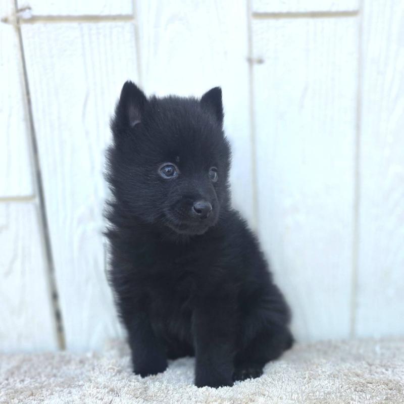 商談中の茨城県のスキッパーキ-431216の29枚目