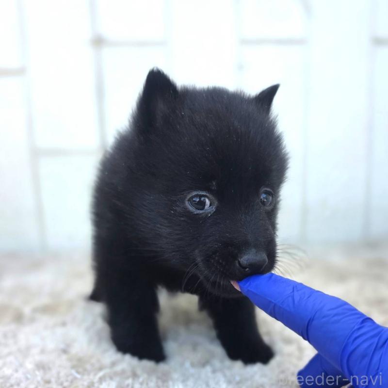 商談中の茨城県のスキッパーキ-431216の28枚目