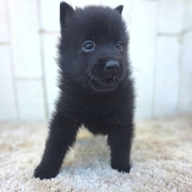 商談中の茨城県のスキッパーキ-431216の27枚目