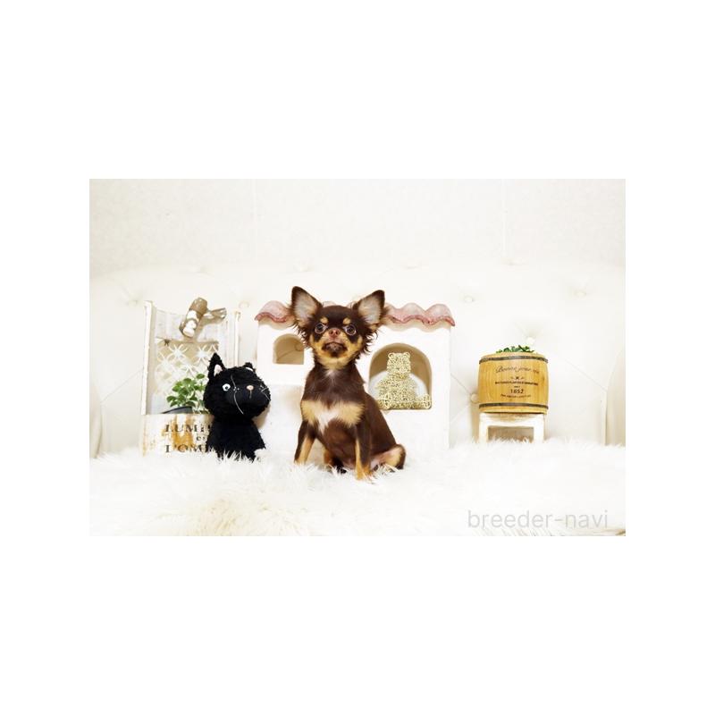 販売中の佐賀県のチワワ(ロングコート)-417924の5枚目