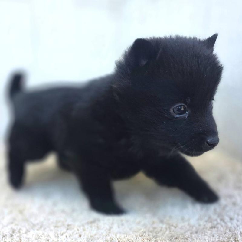 成約済の茨城県のスキッパーキ-431217の14枚目