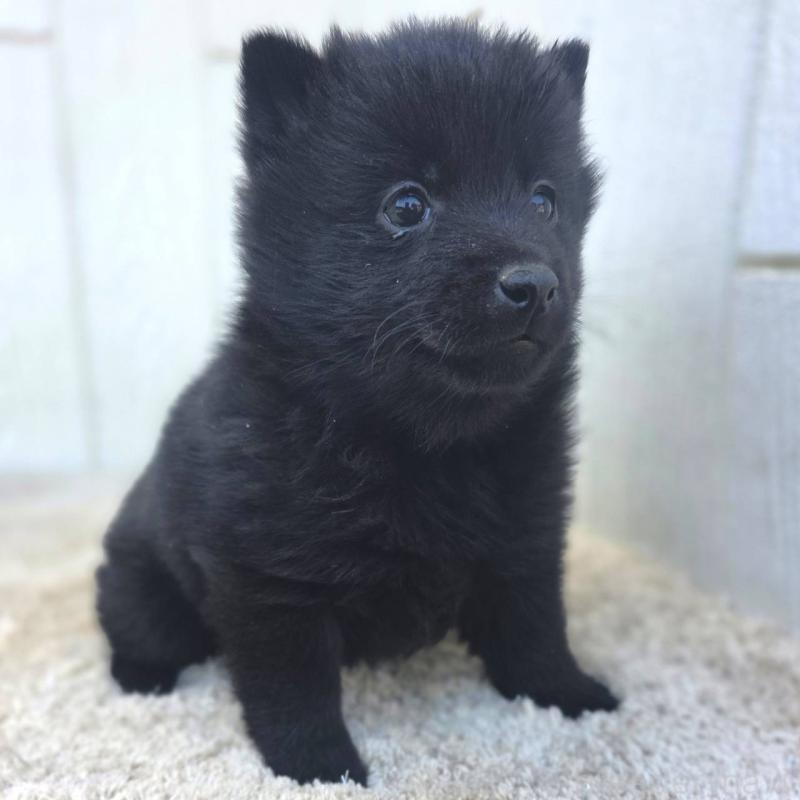 成約済の茨城県のスキッパーキ-431217の13枚目