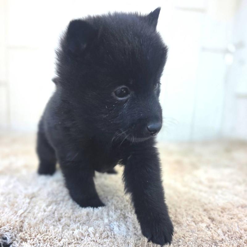 成約済の茨城県のスキッパーキ-431217の12枚目