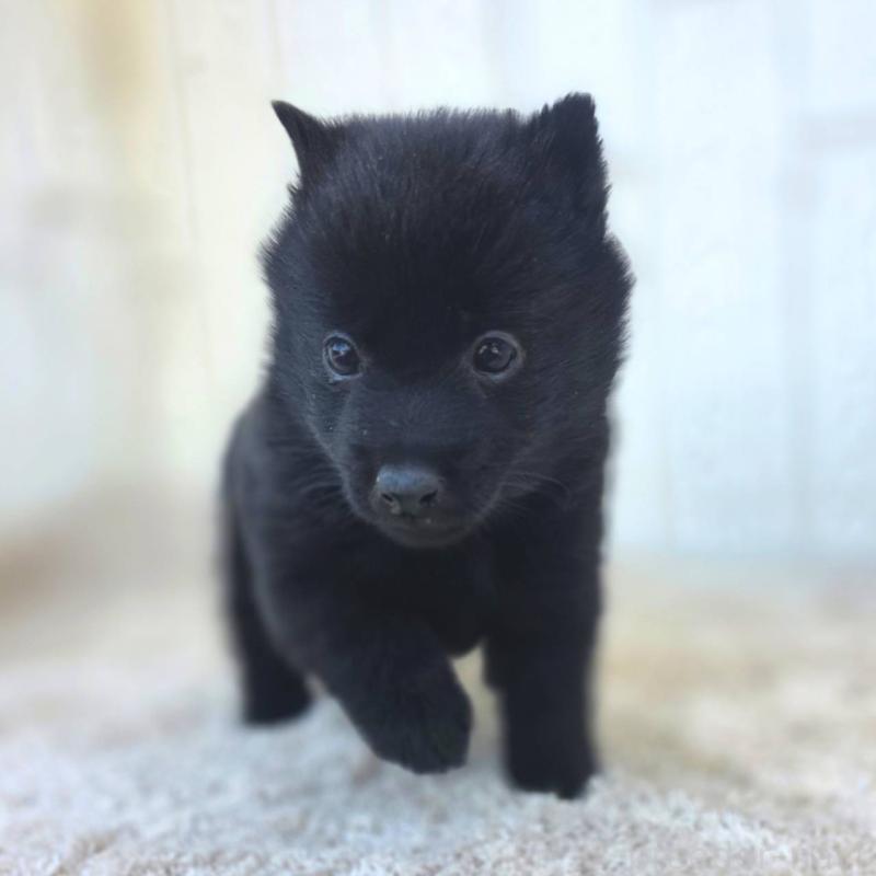 成約済の茨城県のスキッパーキ-431217の11枚目