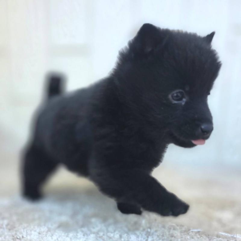 成約済の茨城県のスキッパーキ-431217の10枚目