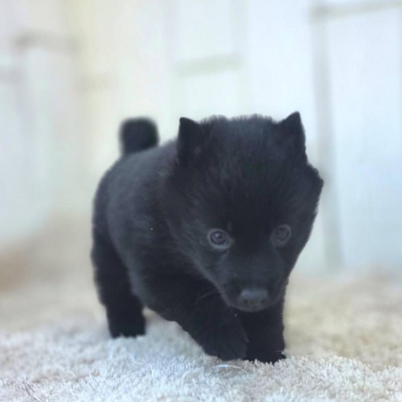 成約済の茨城県のスキッパーキ-431217の8枚目