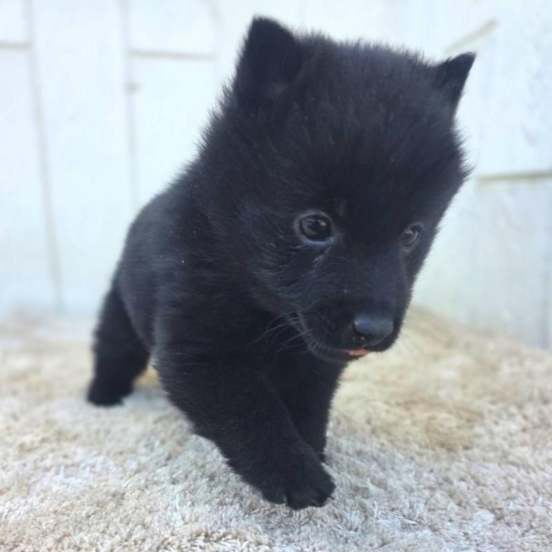 成約済の茨城県のスキッパーキ-431217の7枚目