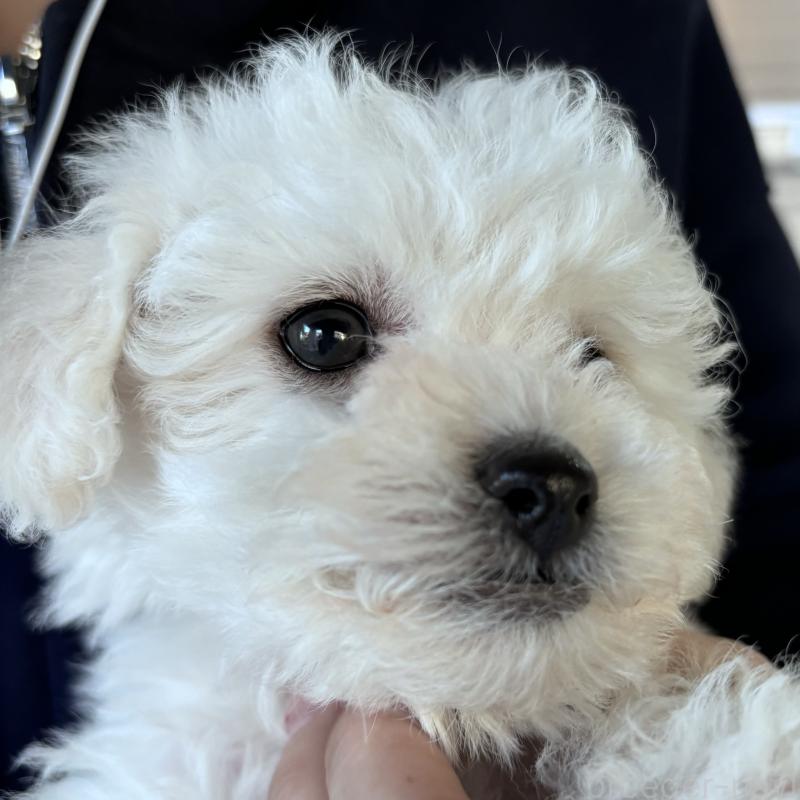 販売中の大阪府のビションフリーゼ-432546の4枚目