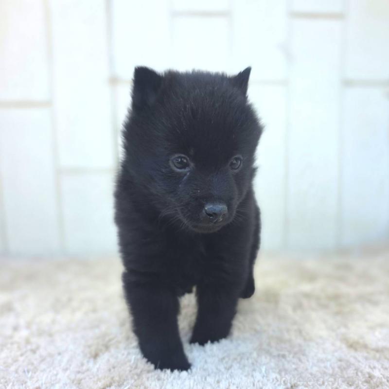 成約済の茨城県のスキッパーキ-431217の6枚目