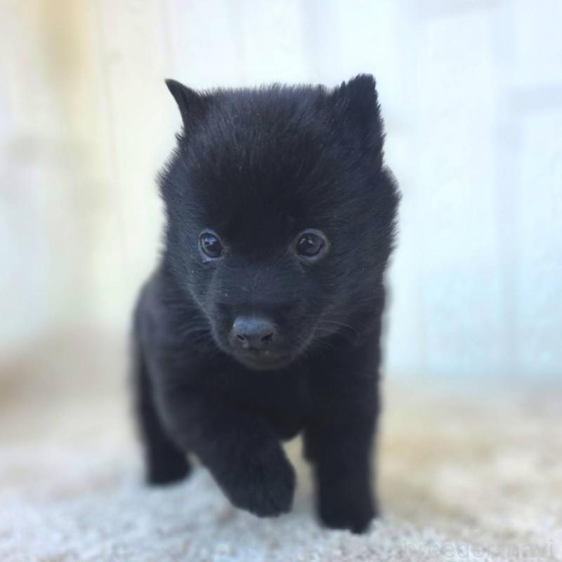 成約済の茨城県のスキッパーキ-431217の5枚目