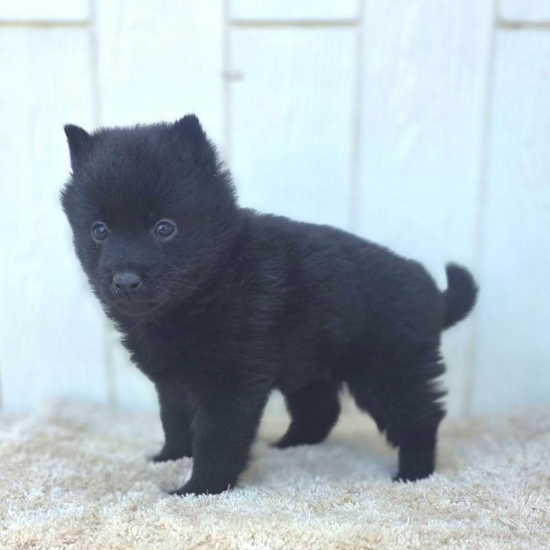 成約済の茨城県のスキッパーキ-431217の4枚目