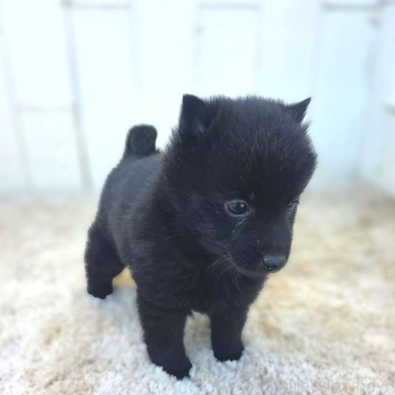 成約済の茨城県のスキッパーキ-431217の3枚目