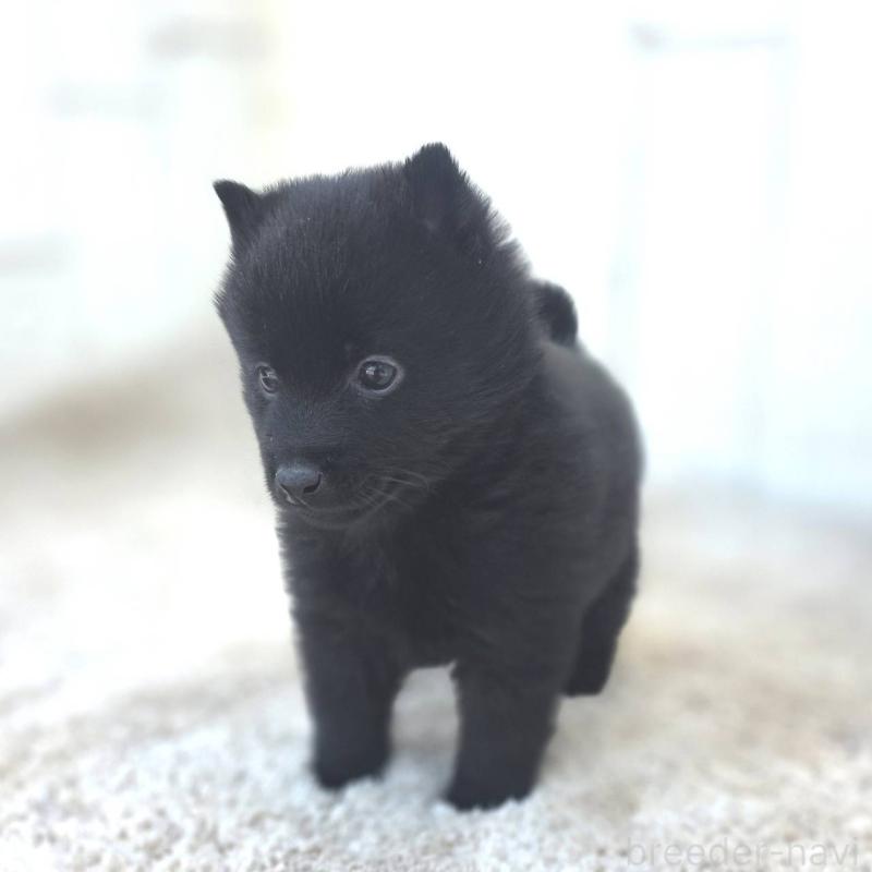 成約済の茨城県のスキッパーキ-431217の2枚目