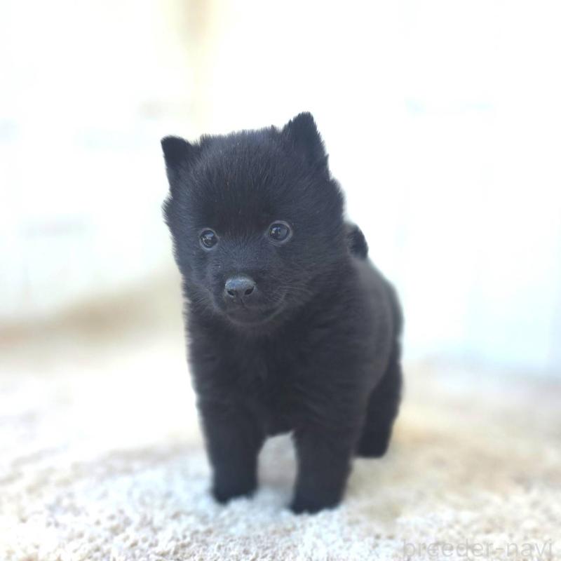 販売中の茨城県のスキッパーキ-431217