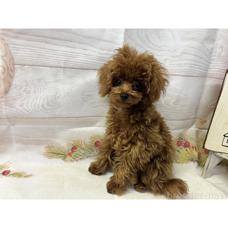 販売中の愛知県のティーカッププードル-425220の2枚目