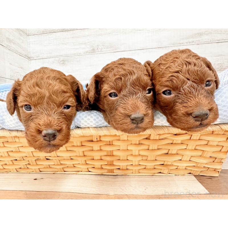 販売中の新潟県のポメラニアン-432550の3枚目