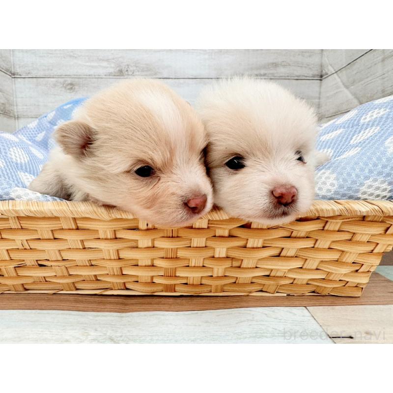 販売中の新潟県のポメラニアン-432550の2枚目