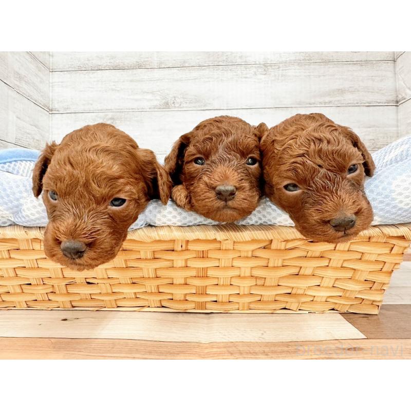 販売中の新潟県のトイプードル-432551の2枚目