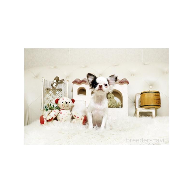 販売中の佐賀県のチワワ(ロングコート)-417926の5枚目