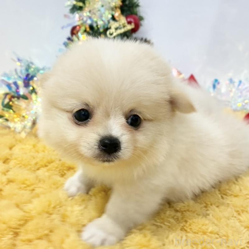 販売中の岐阜県のポメチワ:ポメラニアン×チワワ-432552