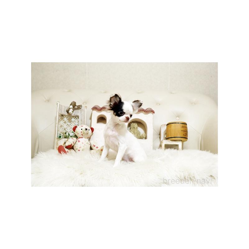 販売中の佐賀県のチワワ(ロングコート)-417926の4枚目