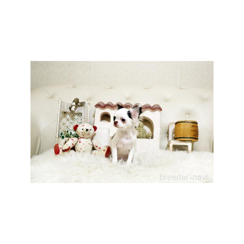 販売中の佐賀県のチワワ(ロングコート)-417926の3枚目