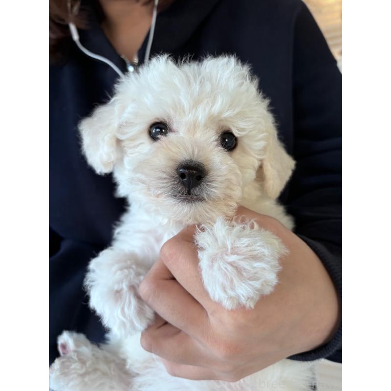 販売中の大阪府のビションフリーゼ-432546の3枚目