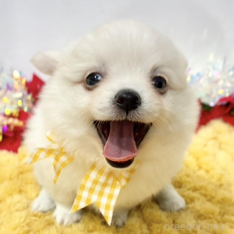 販売中の岐阜県のポメチワ:ポメラニアン×チワワ-432554