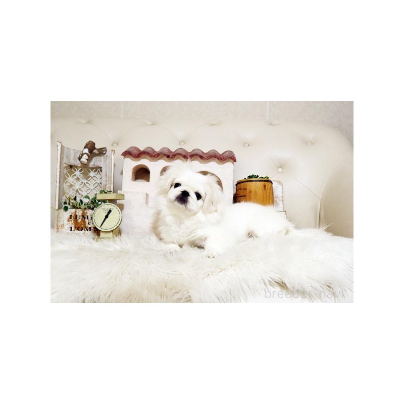 販売中の佐賀県のペキニーズ-418165の5枚目