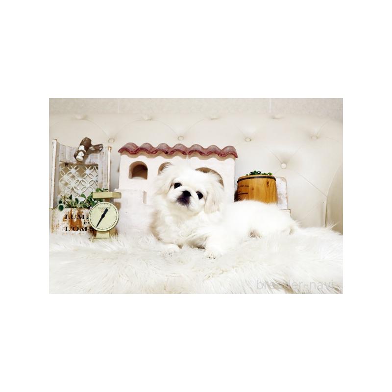 販売中の佐賀県のペキニーズ-418165の4枚目