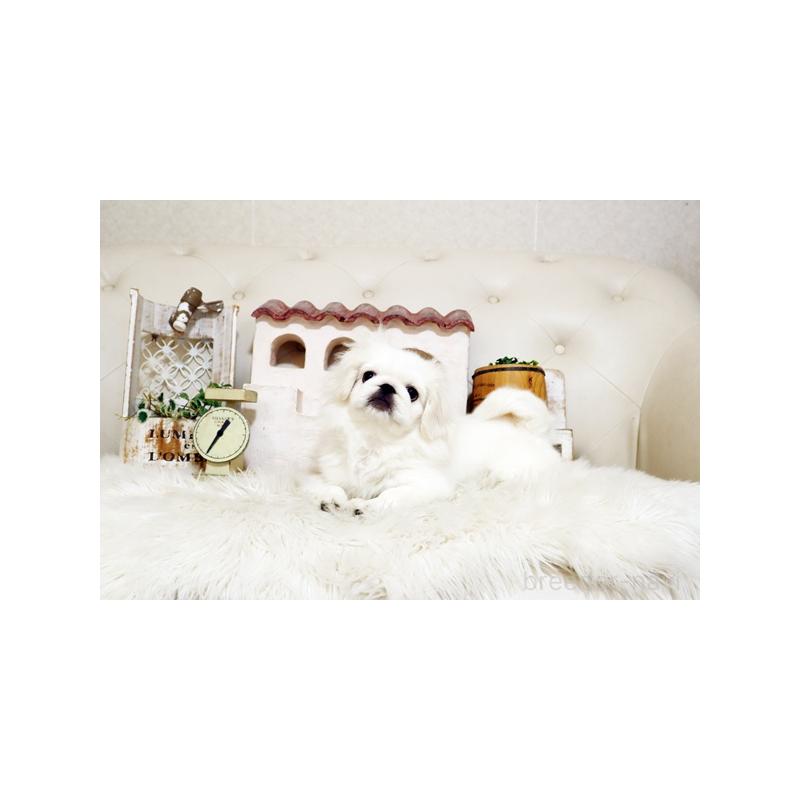 販売中の佐賀県のペキニーズ-418165の3枚目