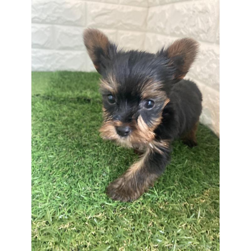 販売中の岡山県のヨークシャーテリア-432555の6枚目