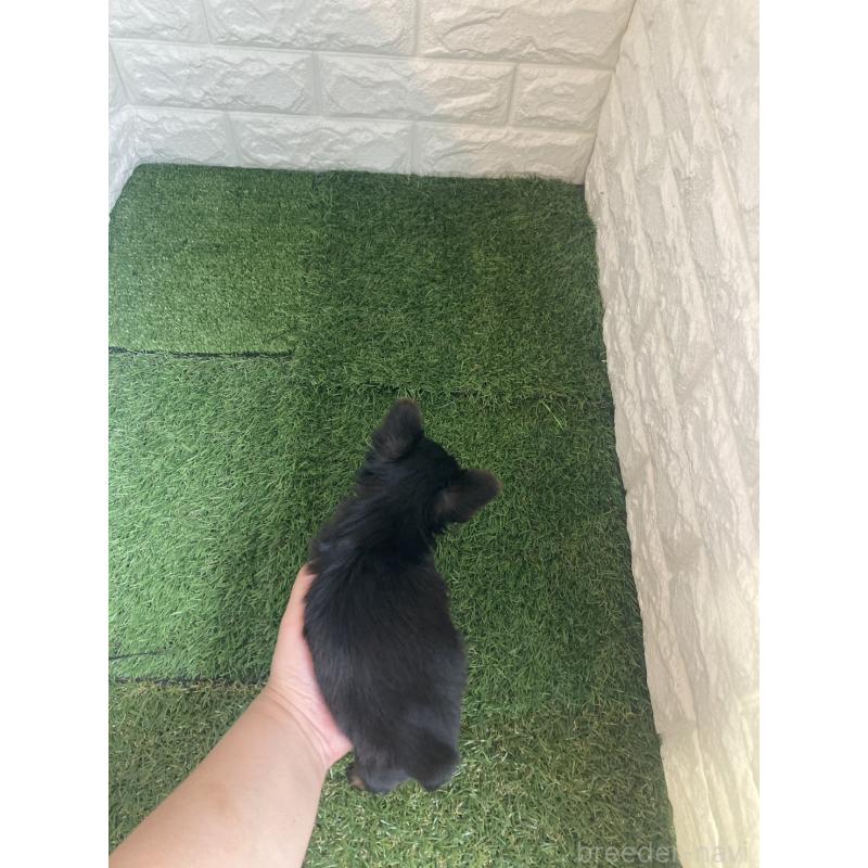 販売中の岡山県のヨークシャーテリア-432555の5枚目